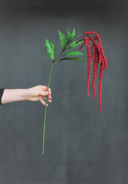 Amaranthus - Red